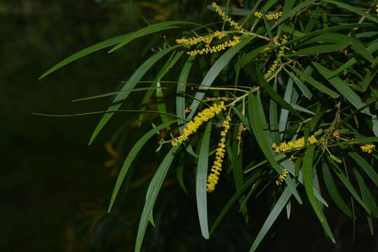 Image of Acacia spirorbis Labill.