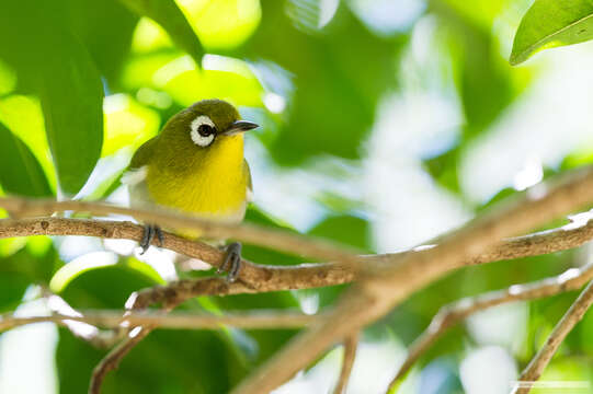 Image of Green-backed White-eye