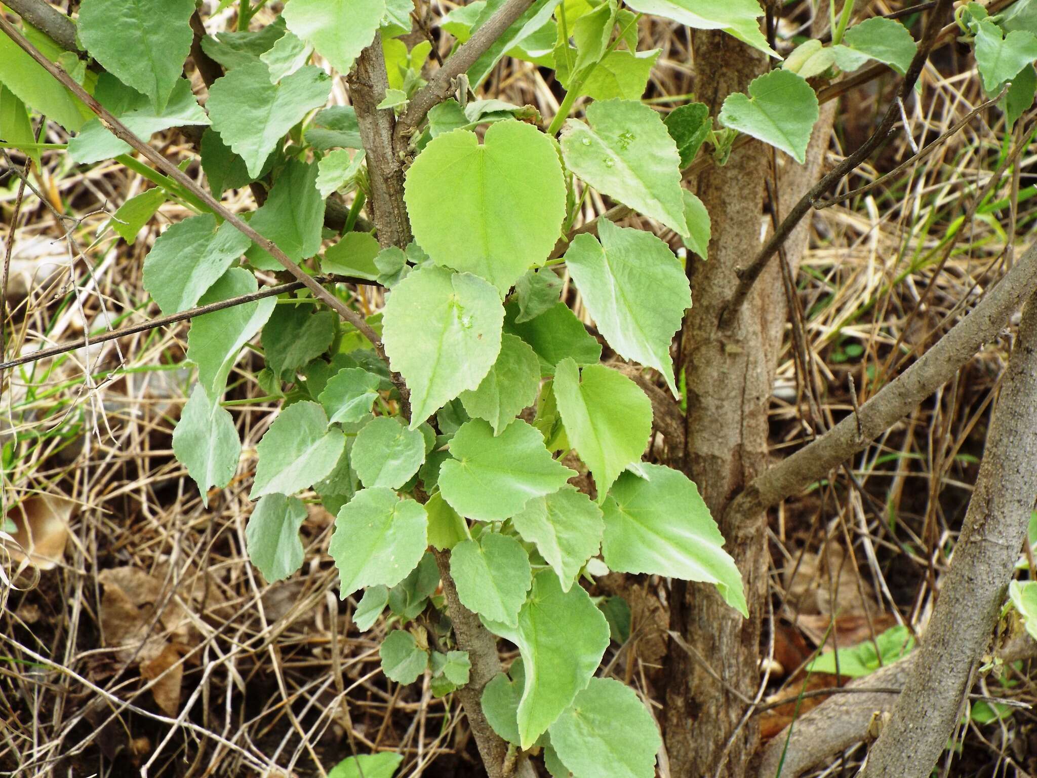 Image of Palmer's Indian mallow