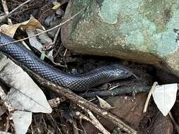 Image of Natal Black Snake