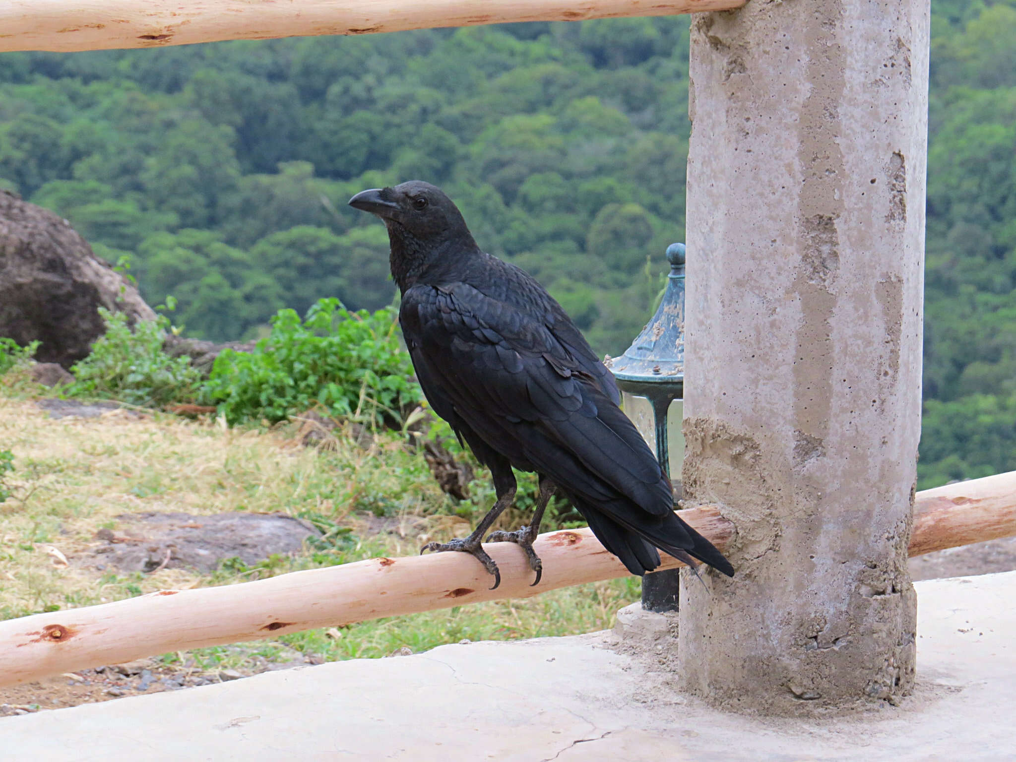 Imagem de Corvus rhipidurus Hartert 1918