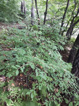 Image of Euonymus alatus subsp. sacrosancta (Koidz) Vorosh.