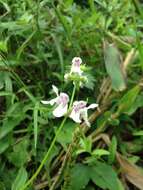 Plancia ëd Stachys hyssopifolia Michx.