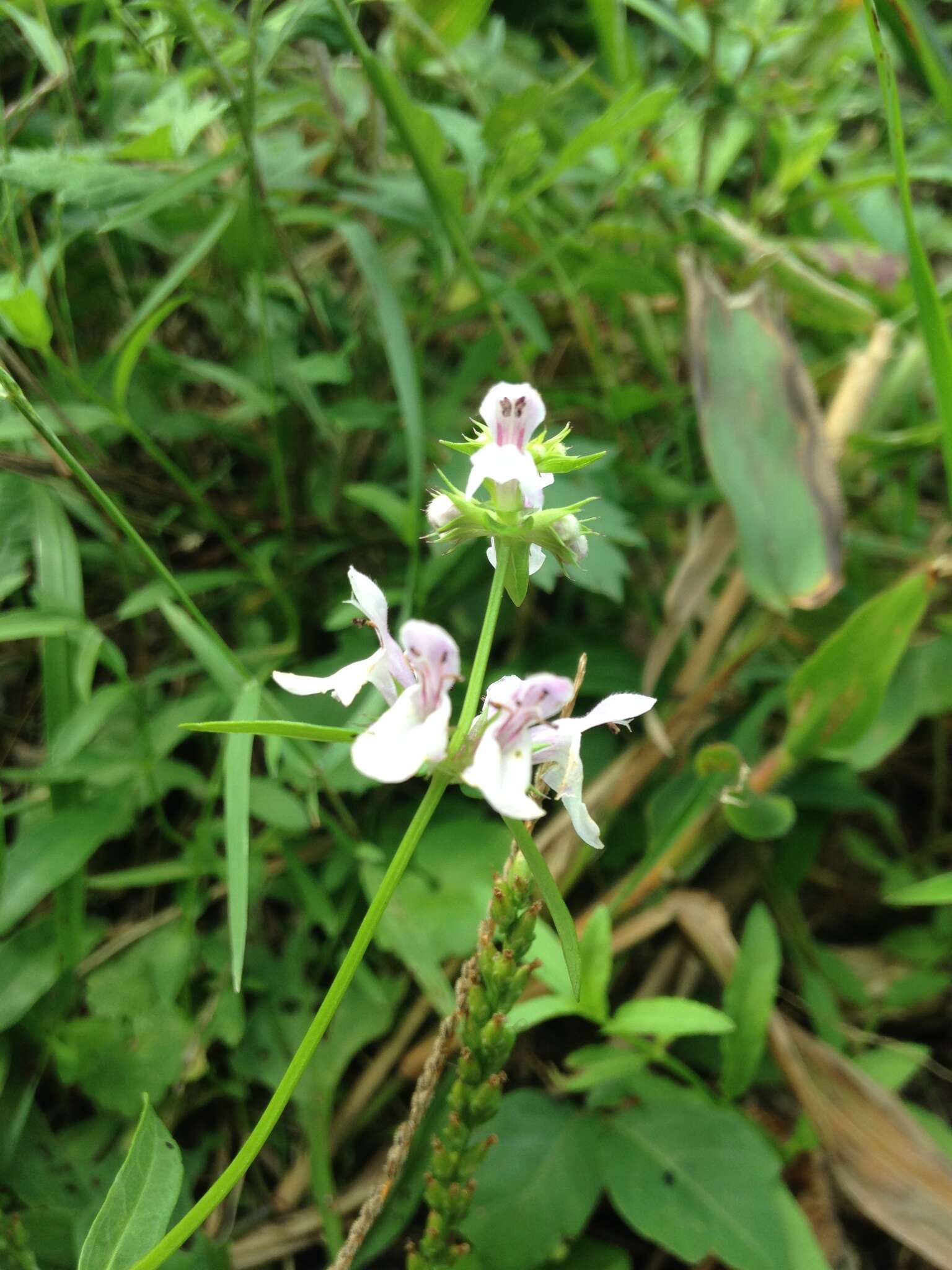 Plancia ëd Stachys hyssopifolia Michx.