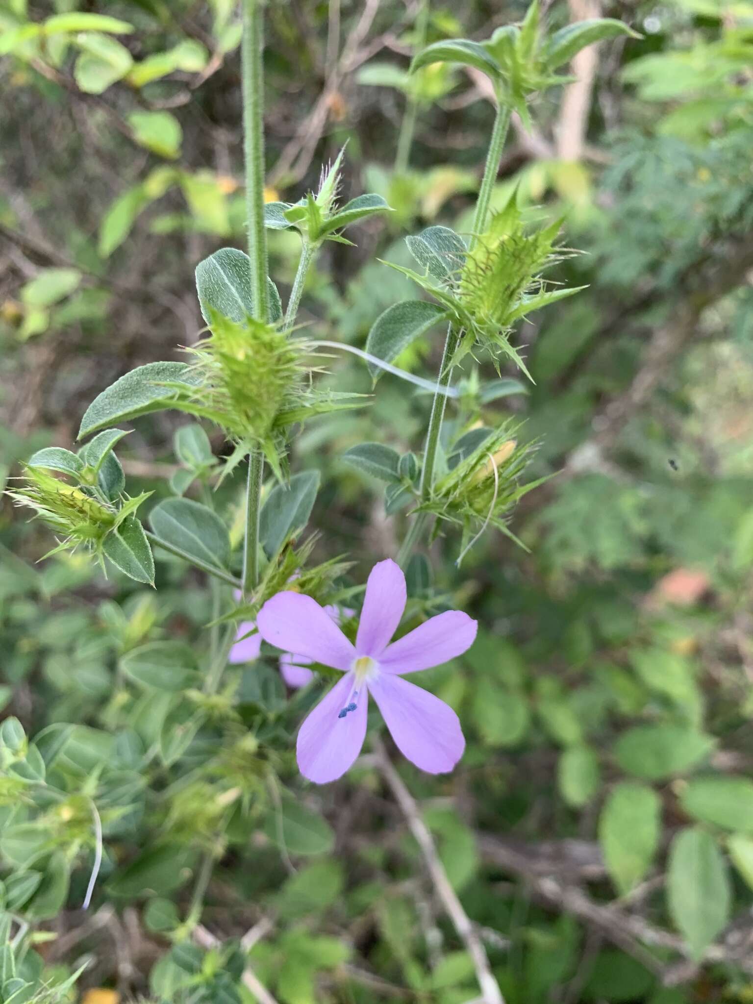 صورة Barleria saxatilis Oberm.