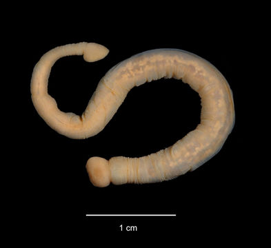 Image of <i>Trachelobdella lubrica</i> (Grube 1840)