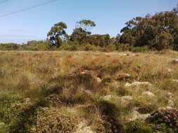 Image of Watsonia meriana var. meriana