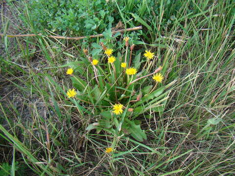 Imagem de Taraxacum bessarabicum (Hornem.) Hand.-Mazz.