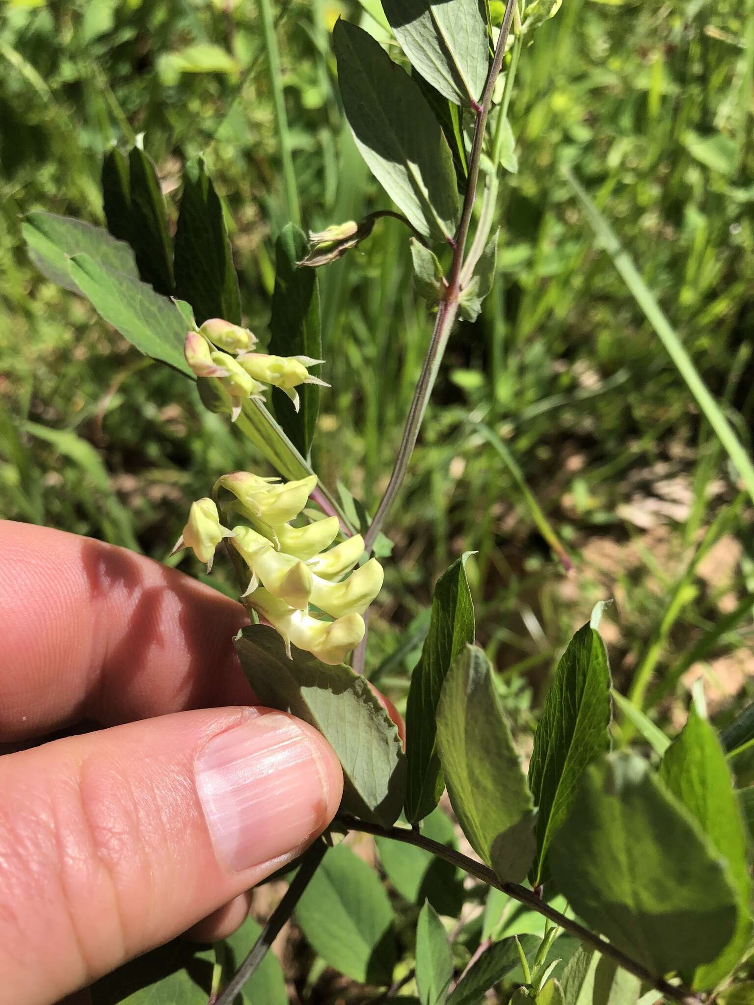 Imagem de Lathyrus holochlorus (Piper) C. L. Hitchc.