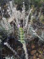 Image de Stenosolenium saxatile (Pall.) Turcz.