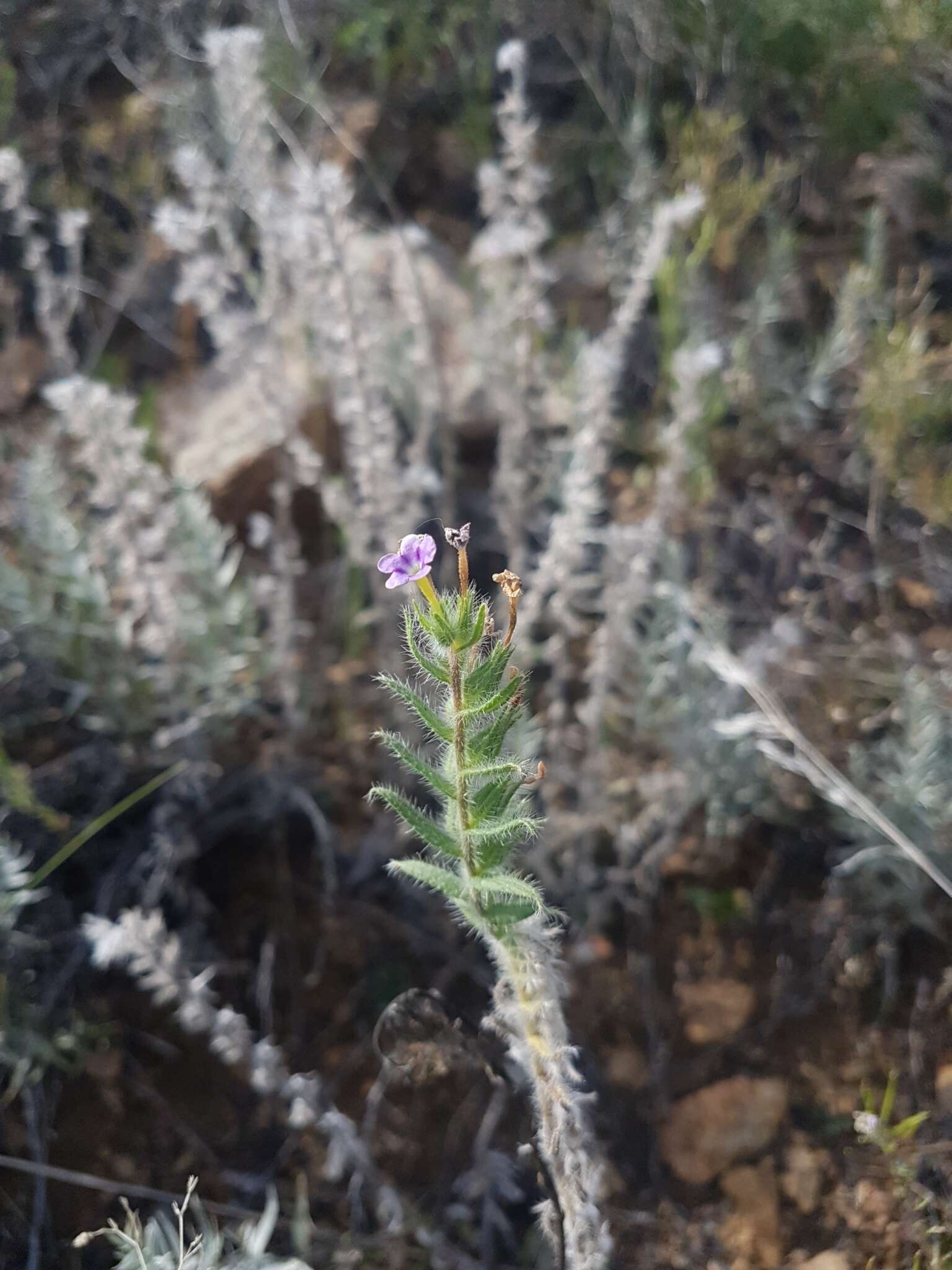 Image de Stenosolenium saxatile (Pall.) Turcz.