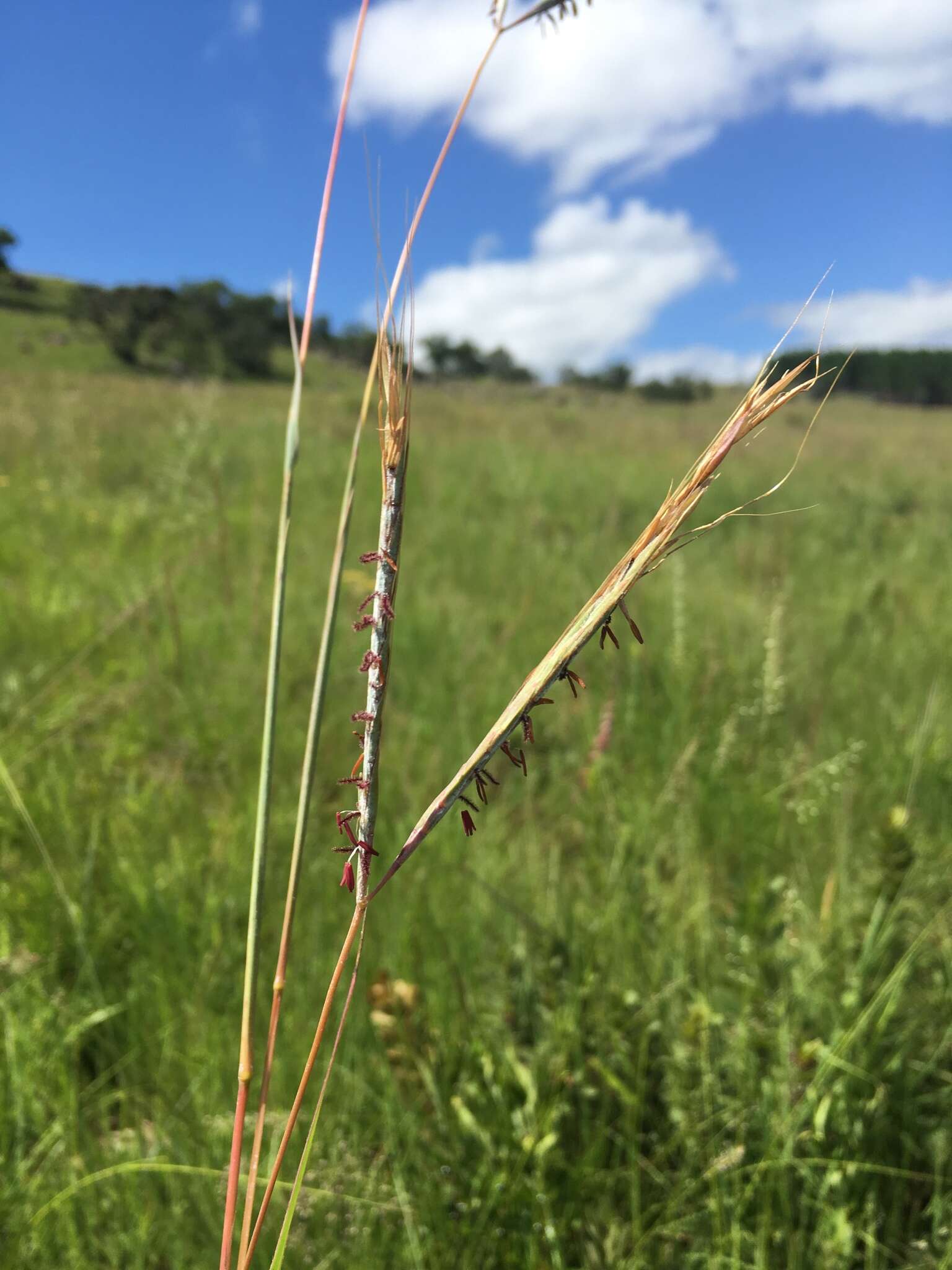 Diheteropogon amplectens (Nees) Clayton resmi