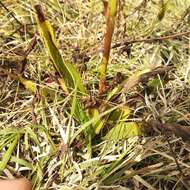 Image of Michoacán lady orchid