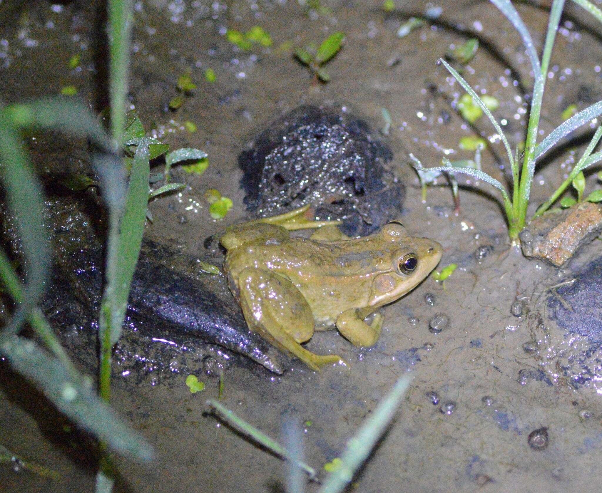 Plancia ëd Pelophylax plancyi (Lataste 1880)