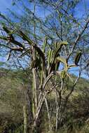 Image of Leptocereus paniculatus (Lam.) D. R. Hunt