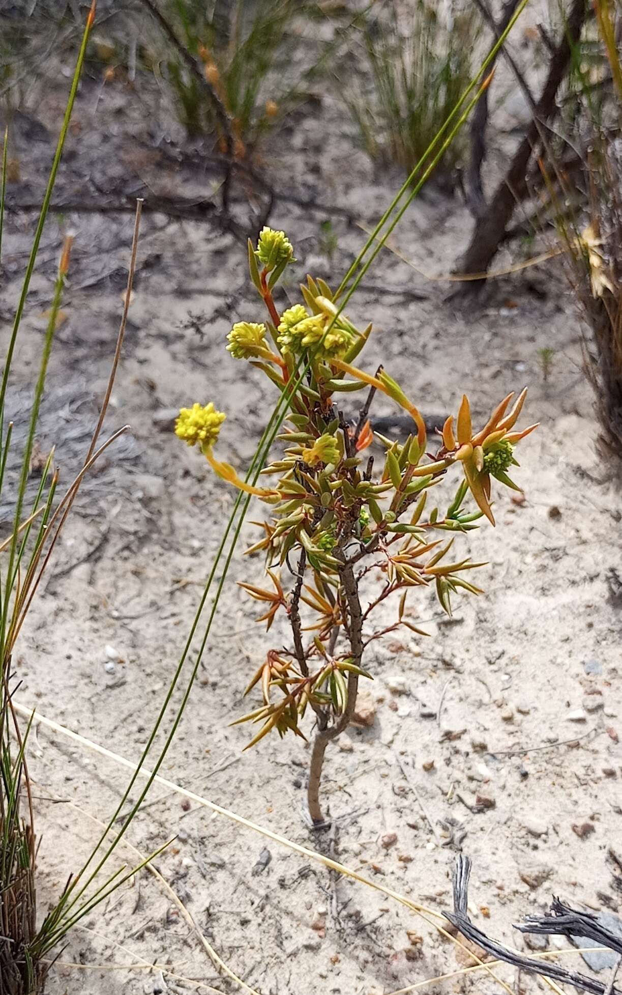 Image of Crassula subulata L.