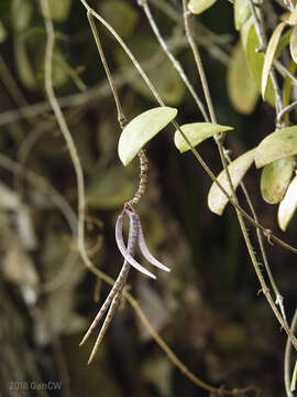 Image of Hoya acuta Haw.