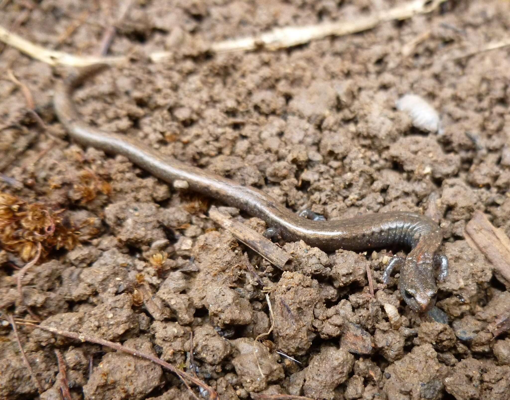 Image of Gregarious Slender Salamander