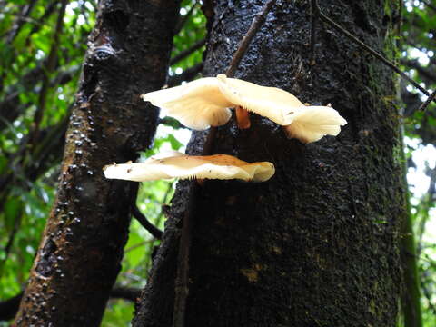 Image de Lentinula raphanica (Murrill) Mata & R. H. Petersen 2001