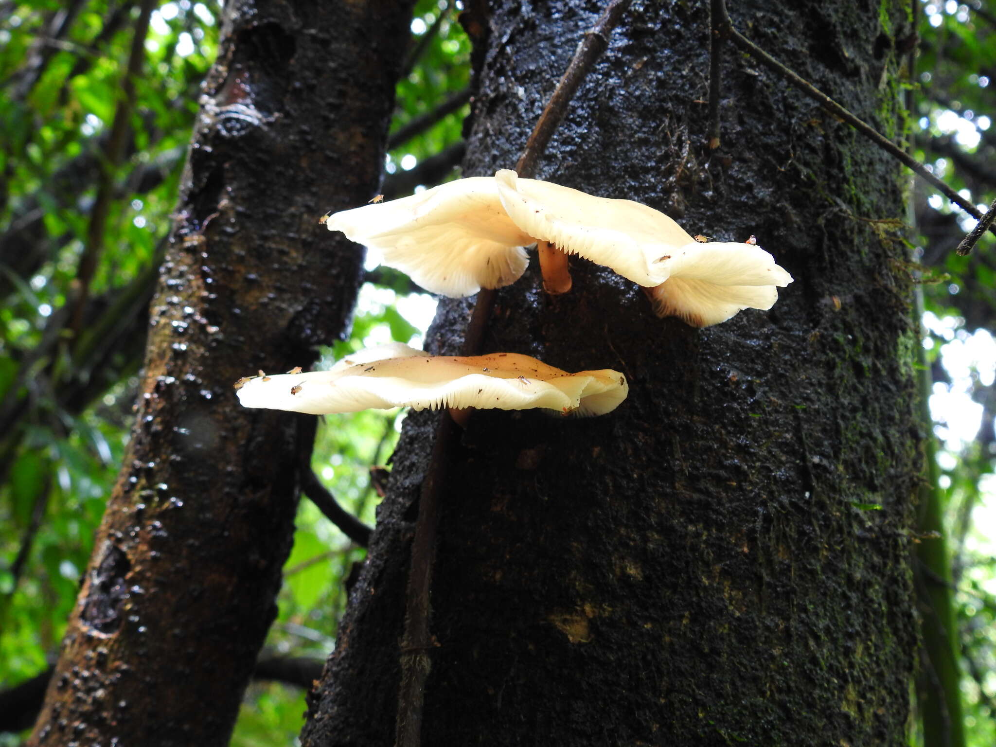 Image of Lentinula raphanica (Murrill) Mata & R. H. Petersen 2001