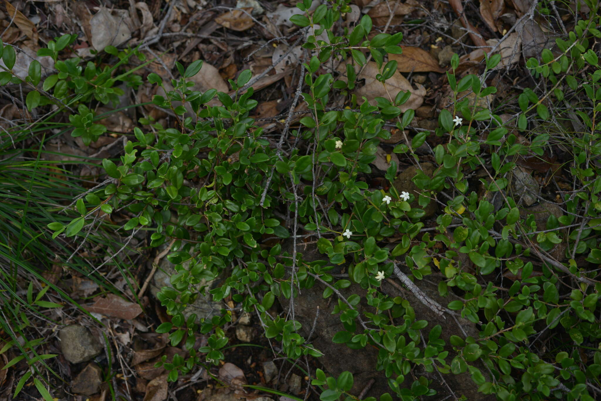 صورة Cyclophyllum tieaense Mouly