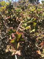 Image of Peltated Geranium