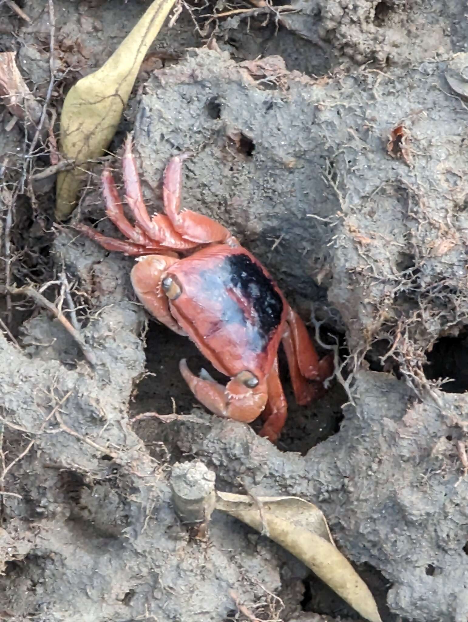 Metopograpsus latifrons (White 1847)的圖片