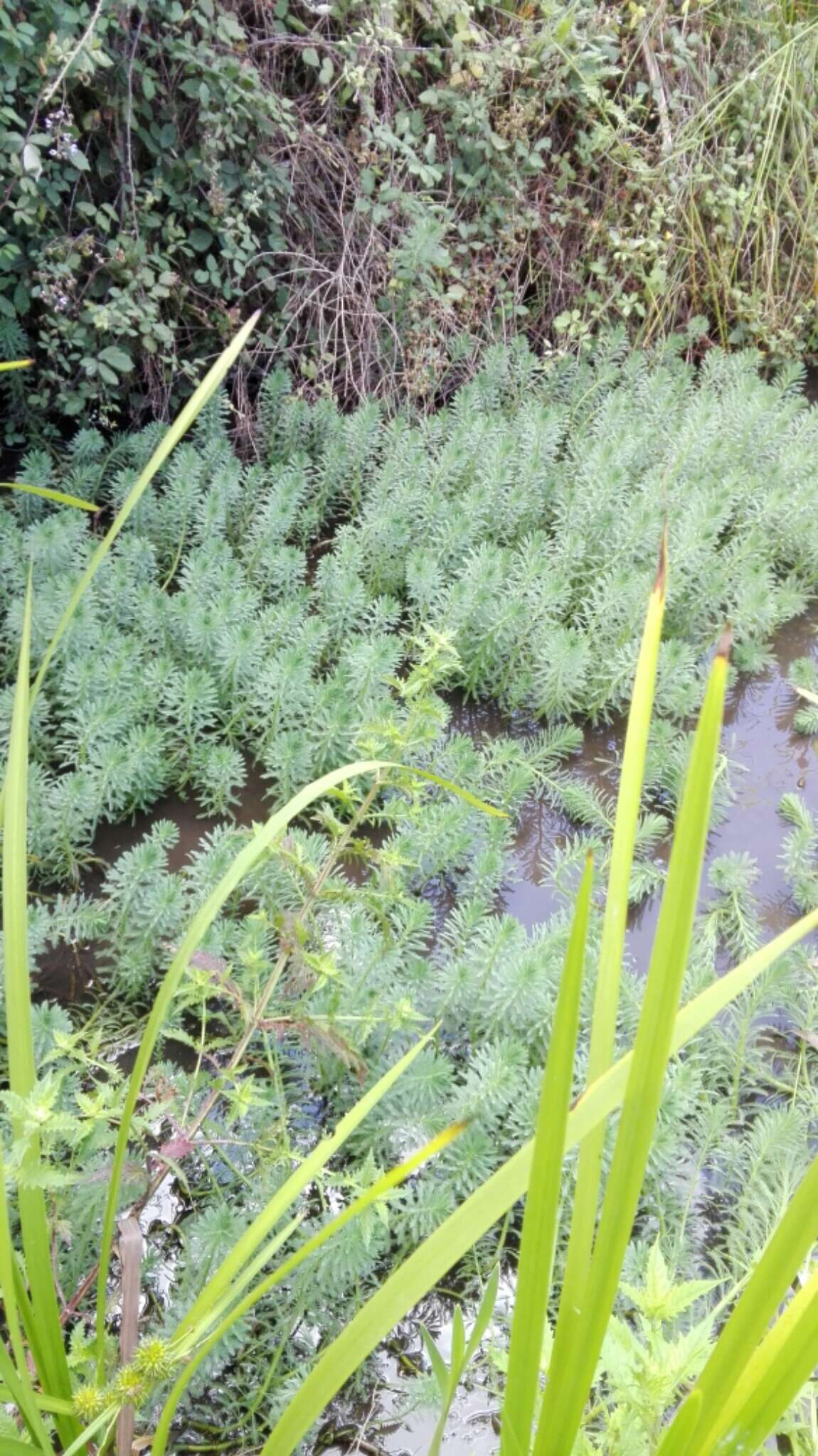 Image of parrot feather watermilfoil