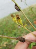 Image of Asian mango flower beetle