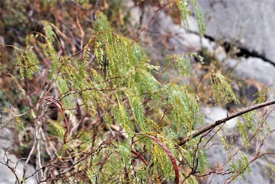 Image de Leucaena greggii S. Watson