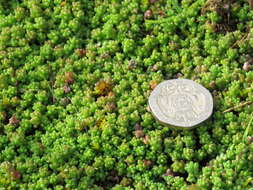 Image de Sedum anglicum Hudson