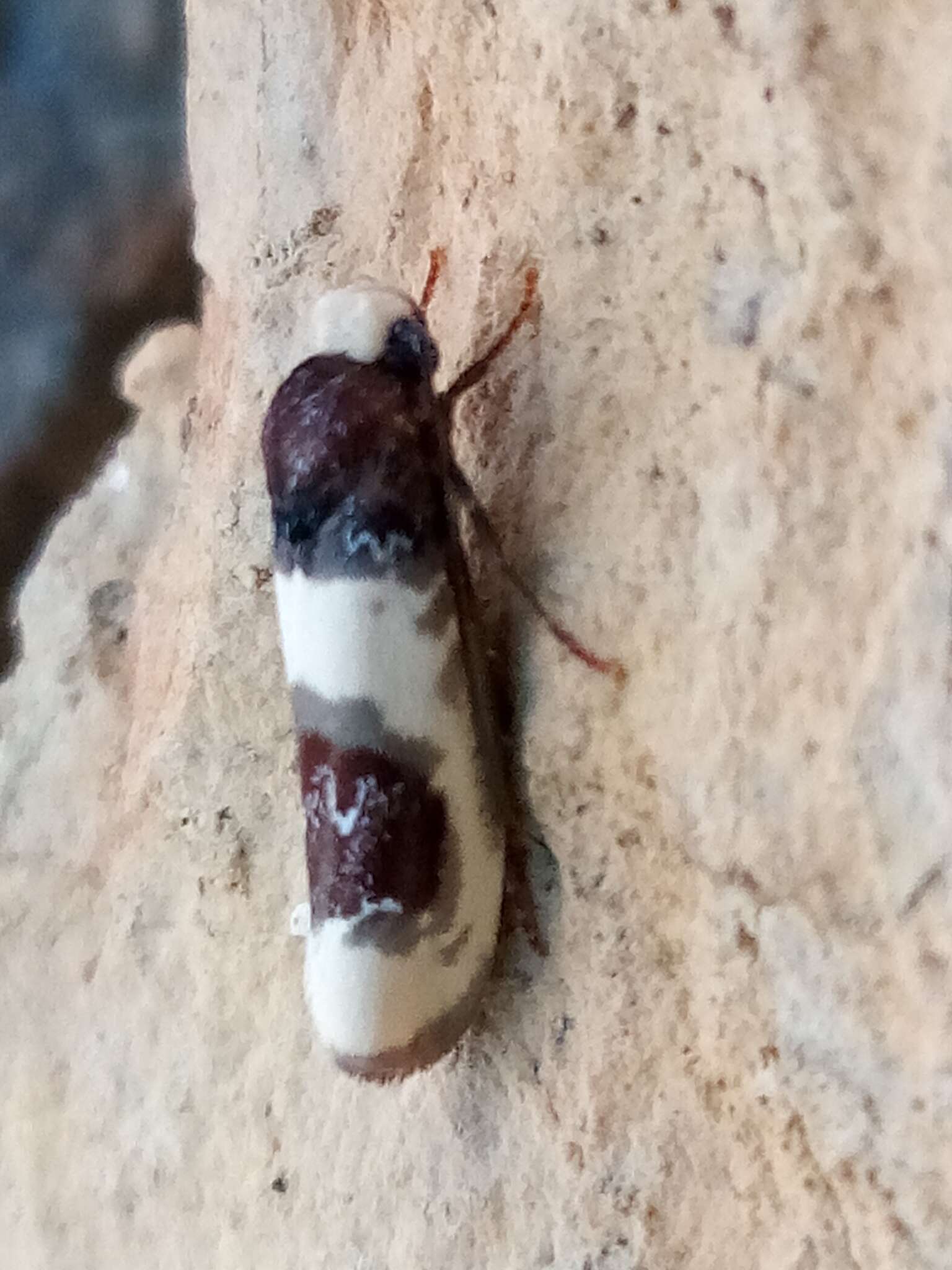 Ethmia nivosella Walker 1864的圖片