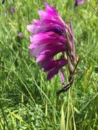 Image of Gladiolus kotschyanus Boiss.