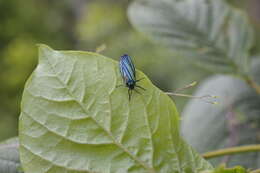 Sivun Chrysochlorosia callistia Hampson 1900 kuva