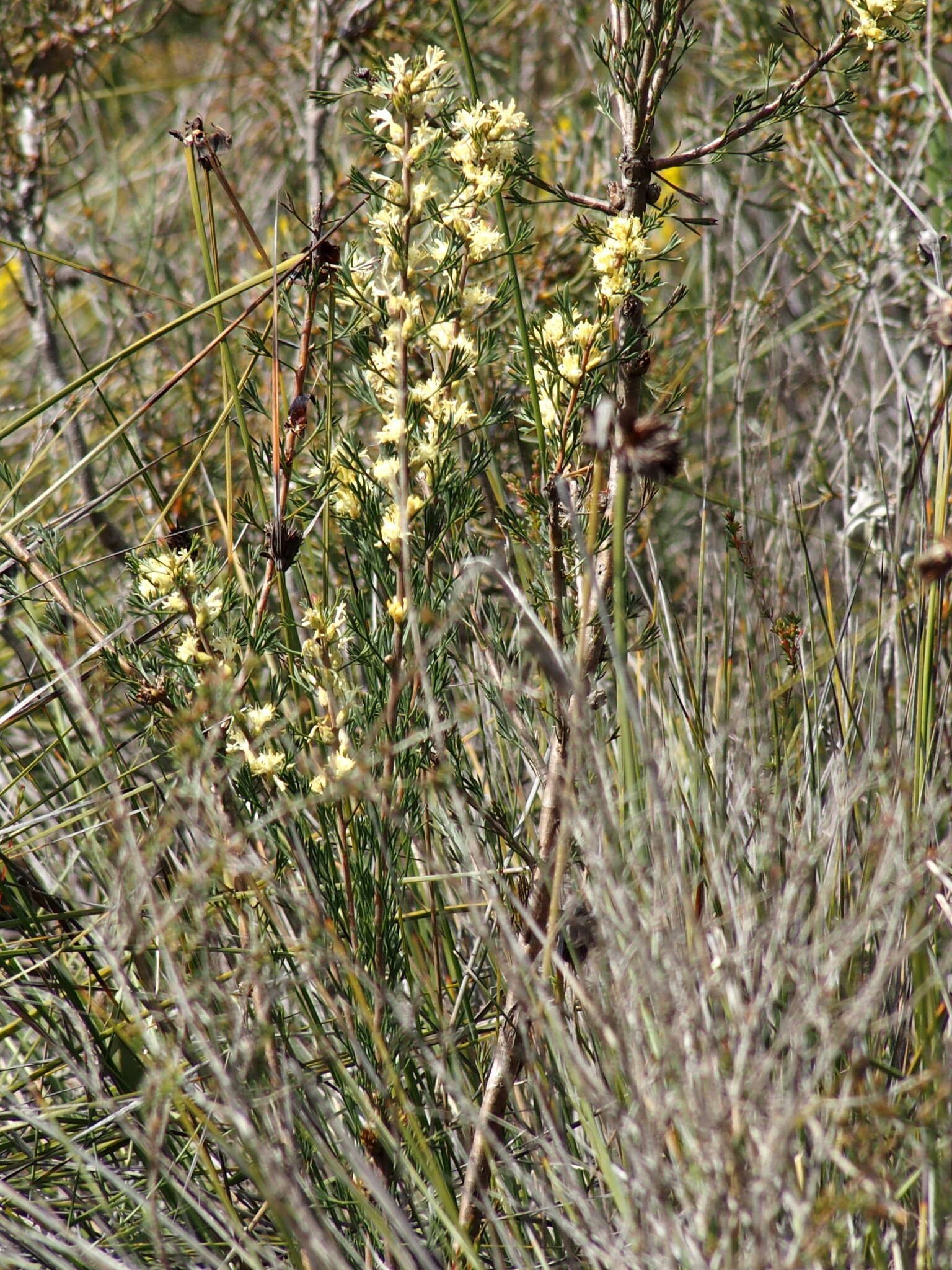 Image of Petrophile squamata R. Br.