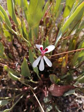 Image of Pelargonium lanceolatum (Cav.) Hort. ex Kern.