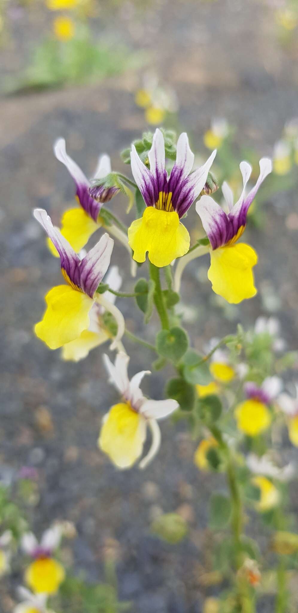 Sivun Nemesia karroensis Bond kuva