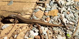 Image of Copper-Tailed Skink