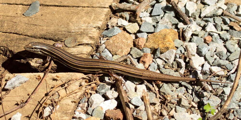 Imagem de Ctenotus taeniolatus (White 1790)