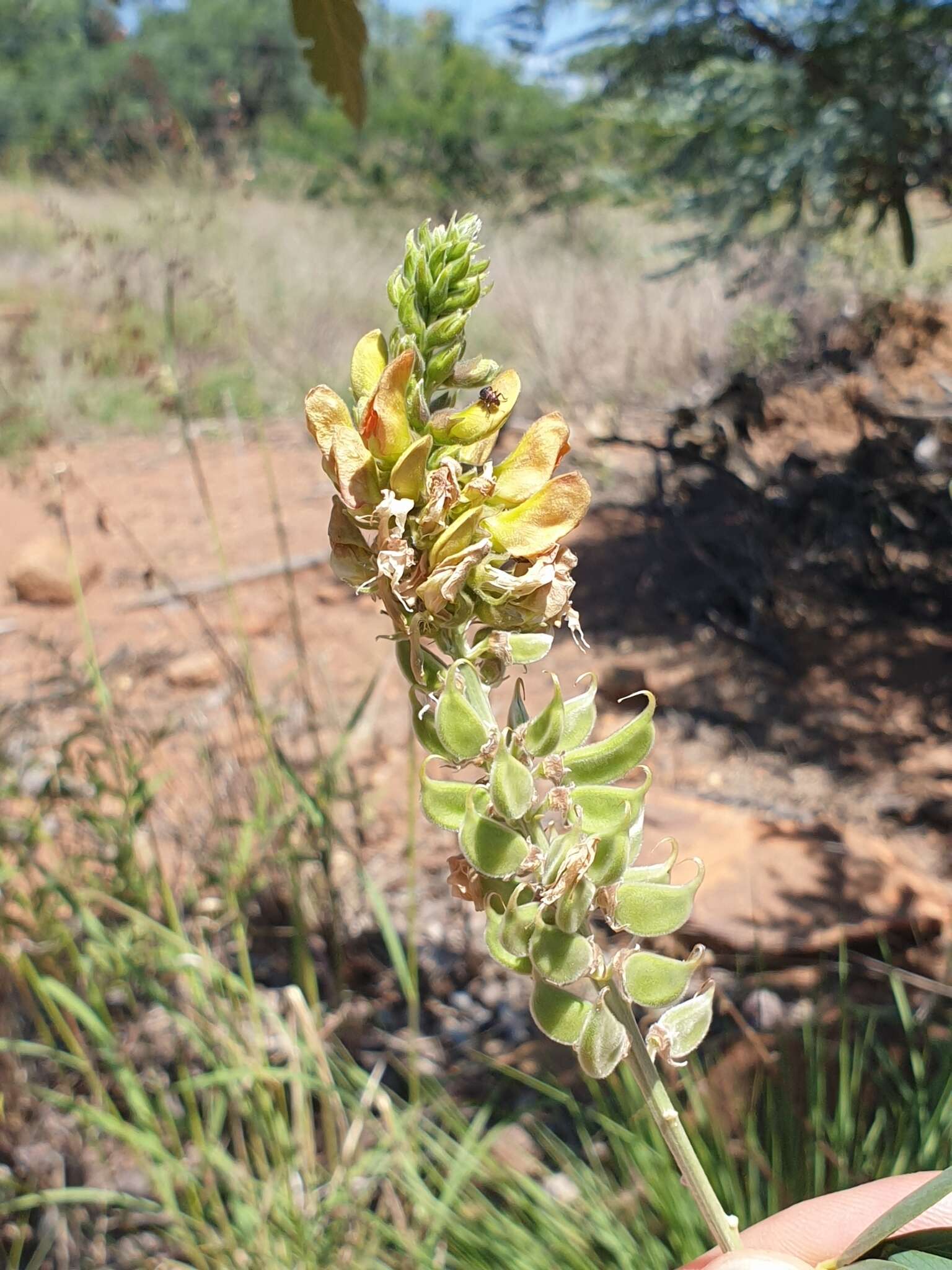 Imagem de <i>Tephrosia zoutpansbergensis</i>