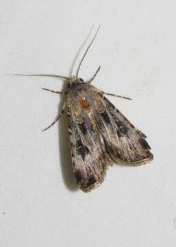 Image of Agrotis radians Guenée 1852