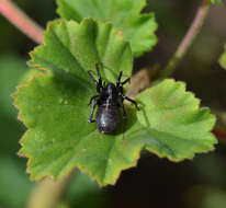 Image of Castianeira badia (Simon 1877)