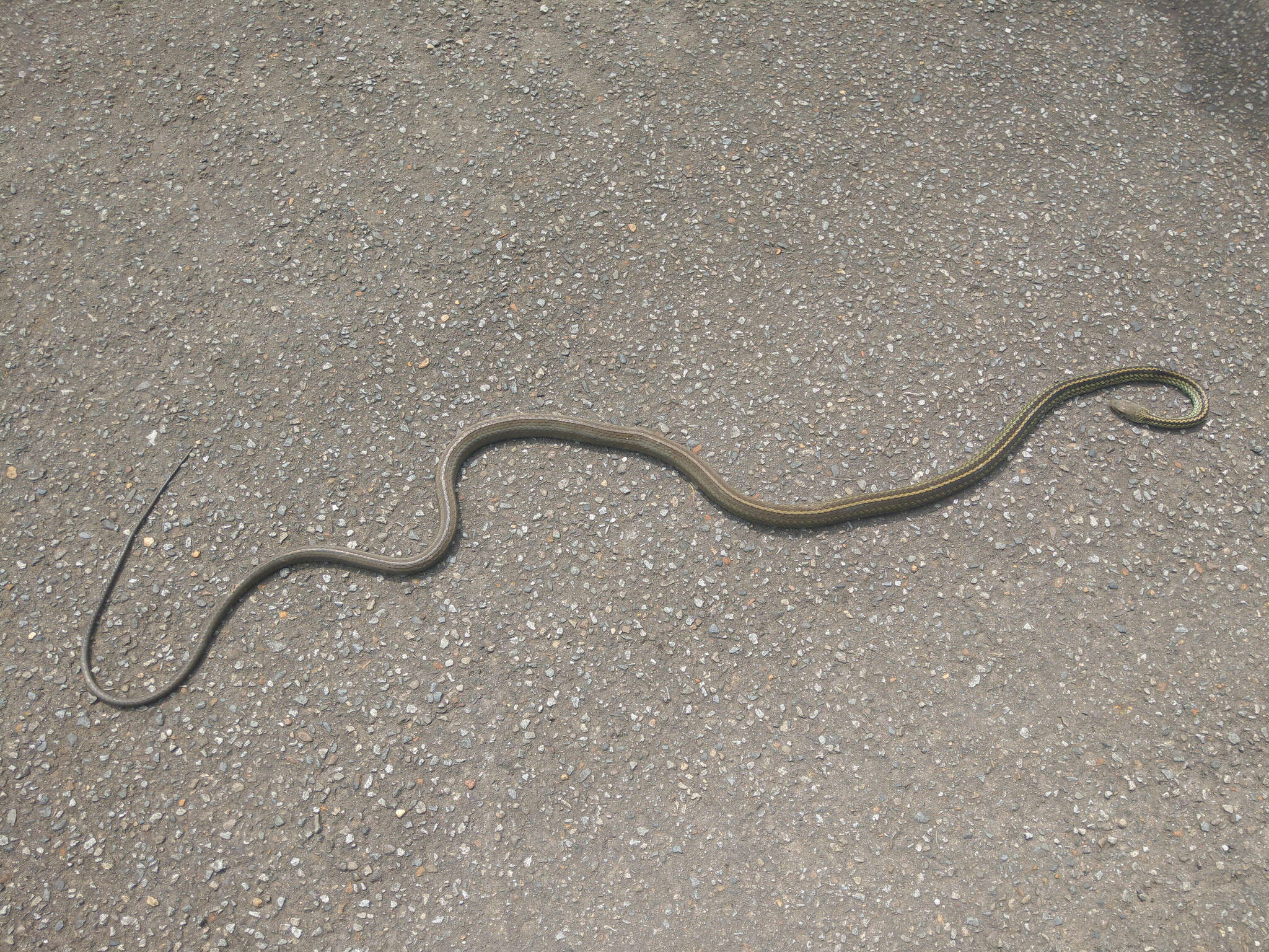 Image of Cantor's rat snake