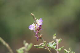 Imagem de Dalea bicolor Willd.