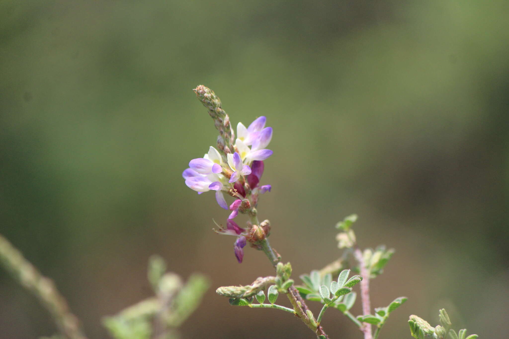 Imagem de Dalea bicolor Willd.