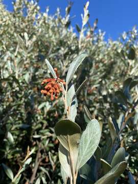 Image of Grevillea victoriae subsp. victoriae