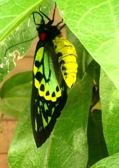 Слика од Ornithoptera richmondia (Gray (1853))