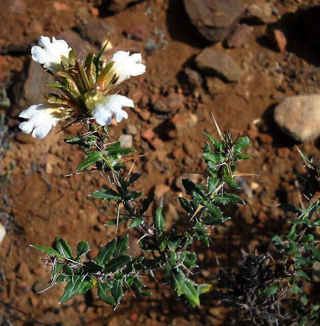 Blepharis capensis (L. fil.) Pers. resmi