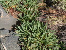 Image of Limonium bollei (Webb ex Wangerin) Erben