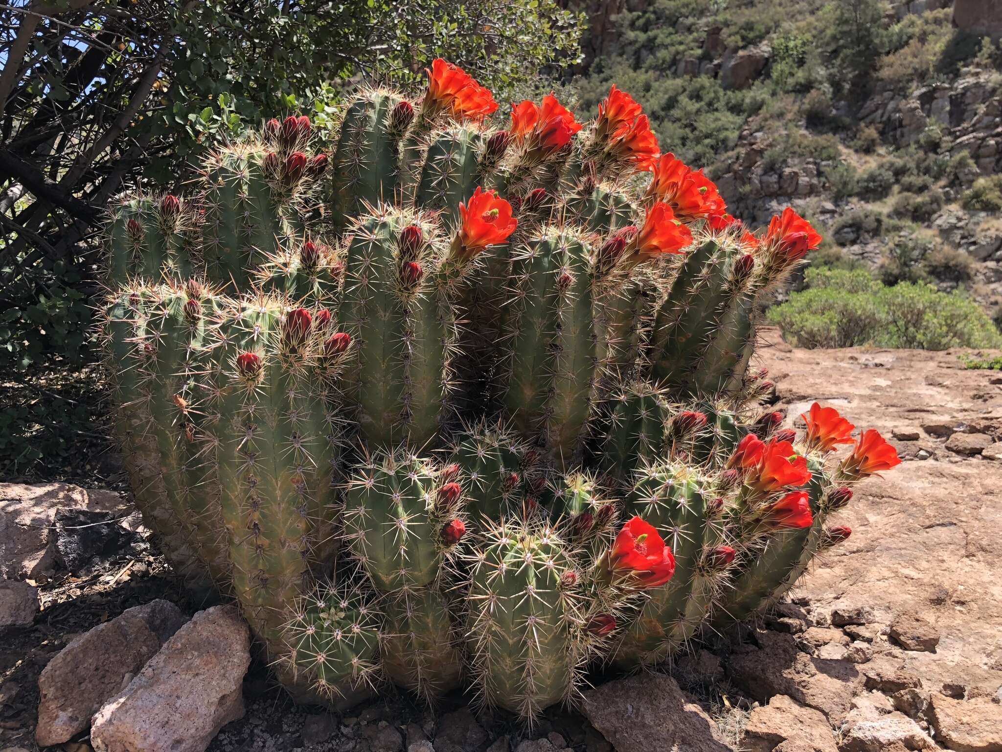 Image of Arizona Hedgehog Cactus